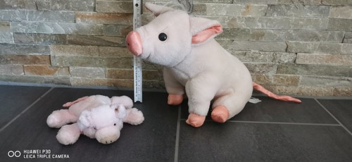 Zwei schweine perlsacktier und - perlsacktier,